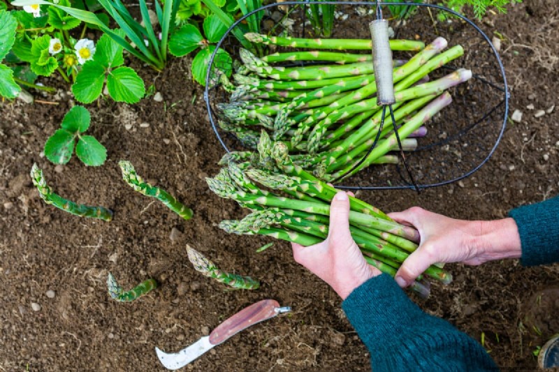 Long-Term Harvests: 14 Perennial Vegetables for a Sustainable Garden