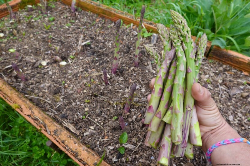 Long-Term Harvests: 14 Perennial Vegetables for a Sustainable Garden