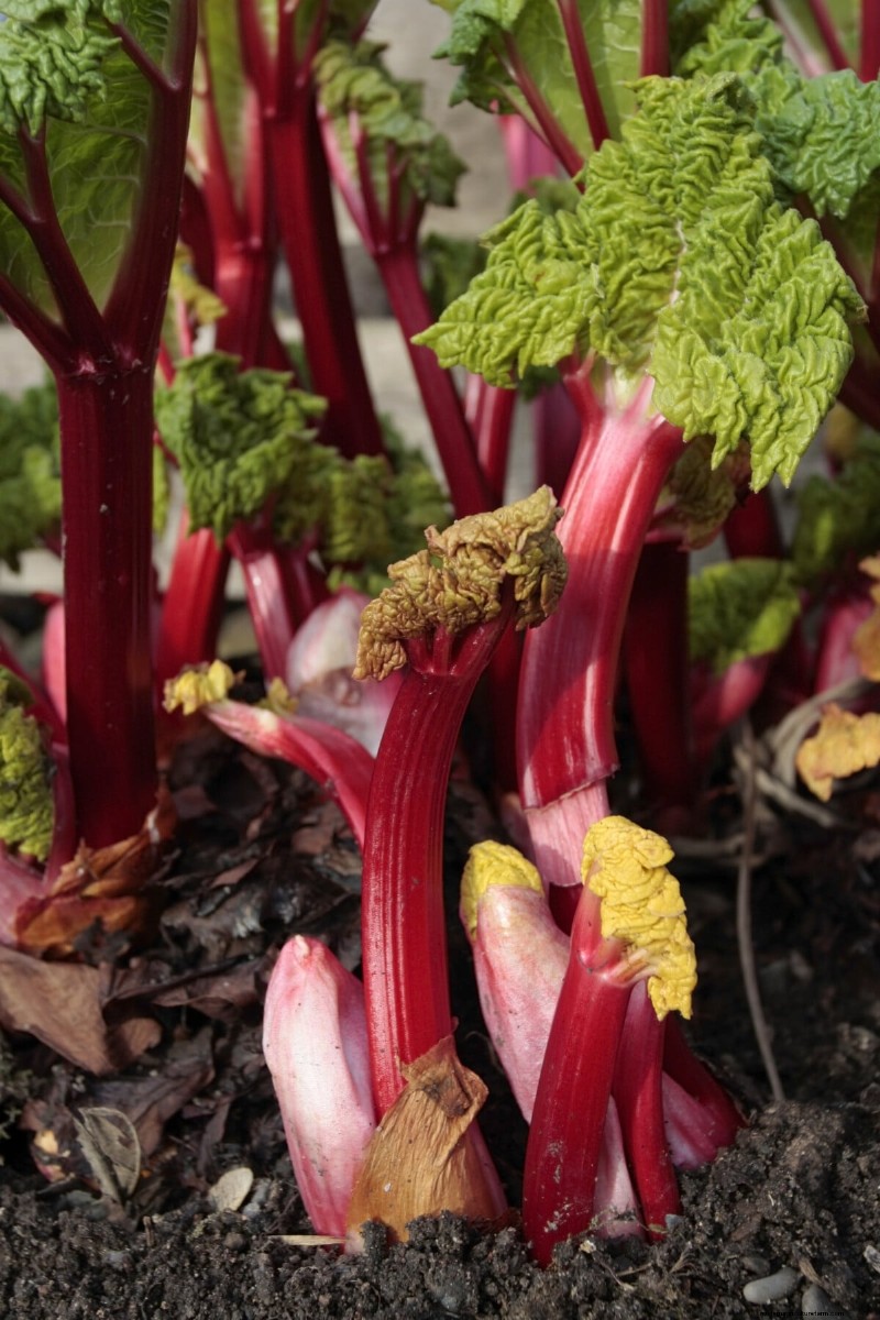 Long-Term Harvests: 14 Perennial Vegetables for a Sustainable Garden