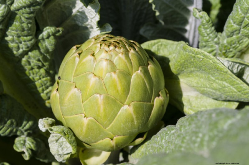 Long-Term Harvests: 14 Perennial Vegetables for a Sustainable Garden