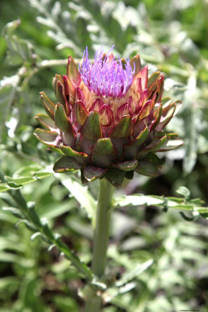 Long-Term Harvests: 14 Perennial Vegetables for a Sustainable Garden
