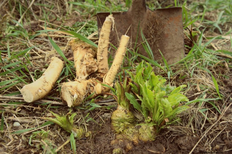 Long-Term Harvests: 14 Perennial Vegetables for a Sustainable Garden