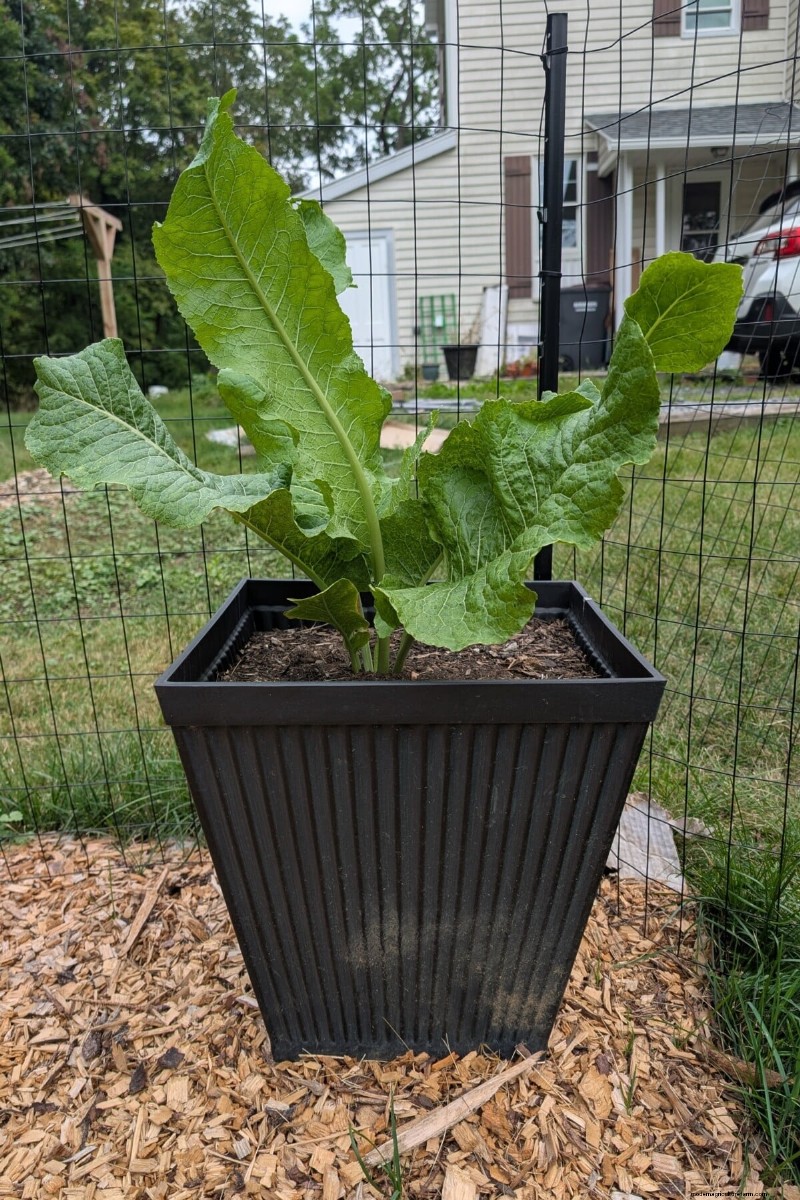Long-Term Harvests: 14 Perennial Vegetables for a Sustainable Garden