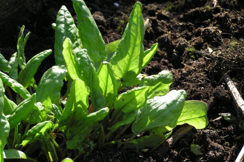 Long-Term Harvests: 14 Perennial Vegetables for a Sustainable Garden