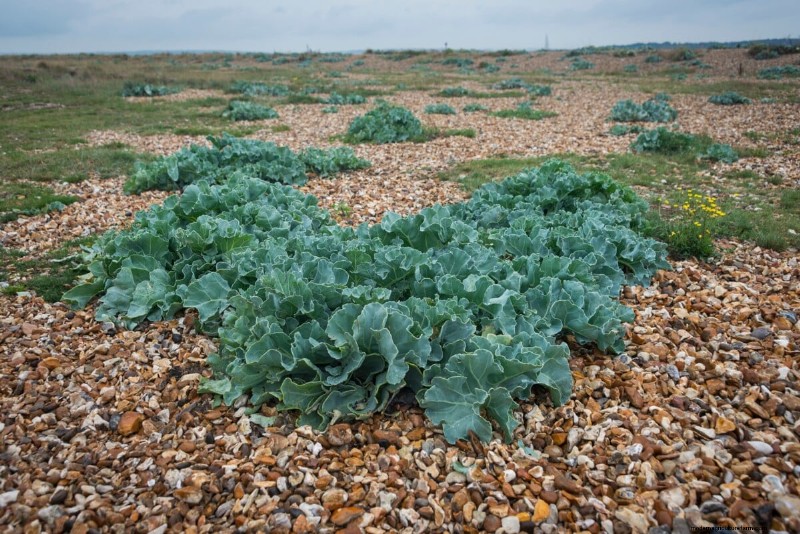 Long-Term Harvests: 14 Perennial Vegetables for a Sustainable Garden