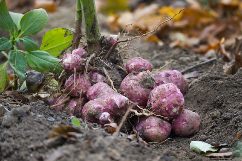 Long-Term Harvests: 14 Perennial Vegetables for a Sustainable Garden