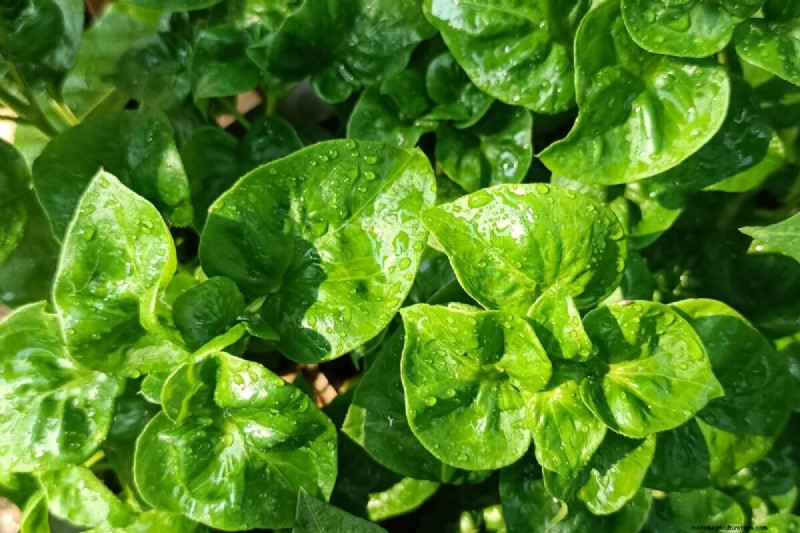 Long-Term Harvests: 14 Perennial Vegetables for a Sustainable Garden