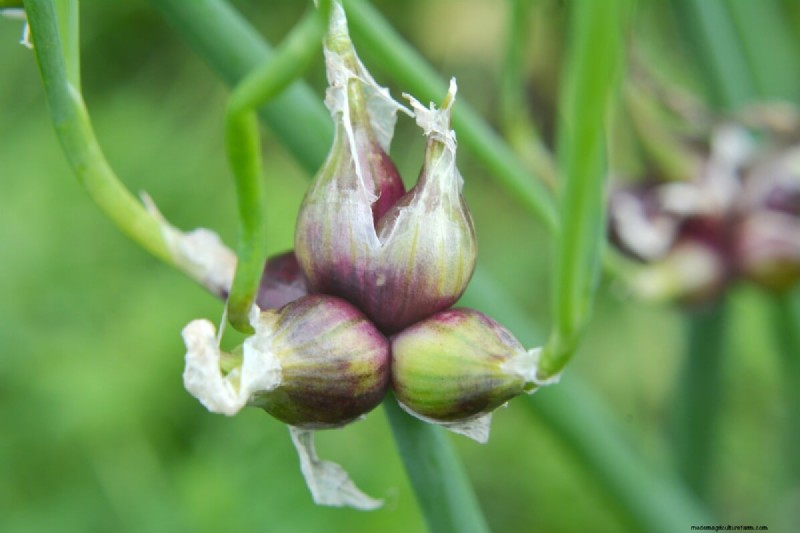 Long-Term Harvests: 14 Perennial Vegetables for a Sustainable Garden