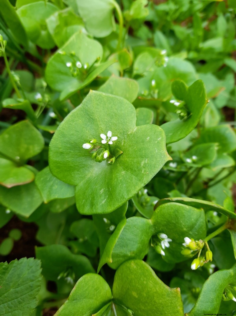 Long-Term Harvests: 14 Perennial Vegetables for a Sustainable Garden