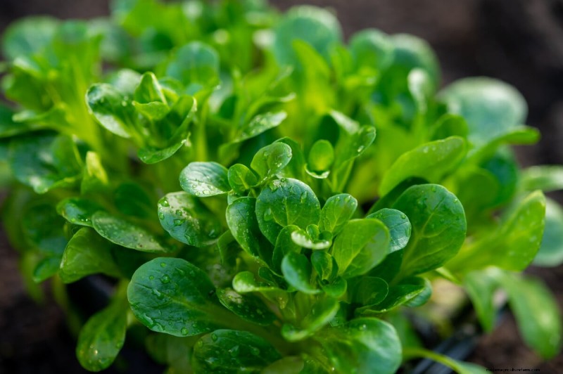 Long-Term Harvests: 14 Perennial Vegetables for a Sustainable Garden