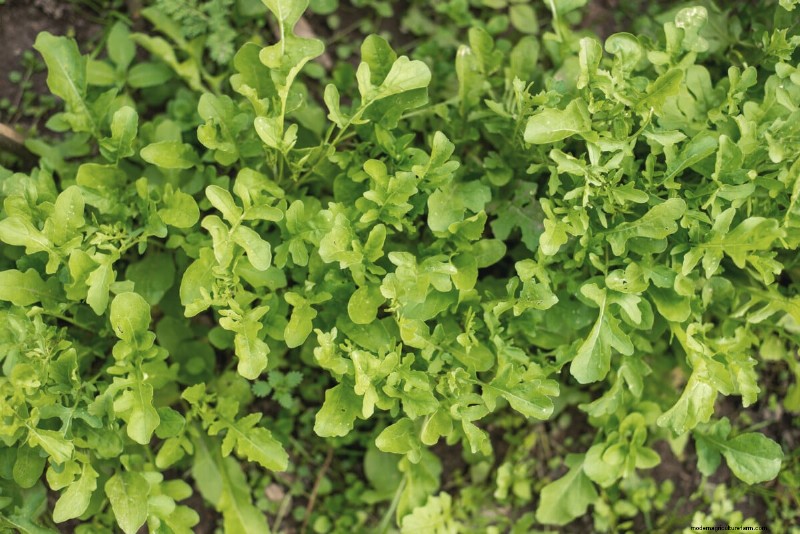 Long-Term Harvests: 14 Perennial Vegetables for a Sustainable Garden