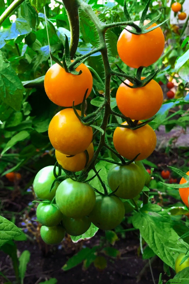 Long-Term Harvests: 14 Perennial Vegetables for a Sustainable Garden
