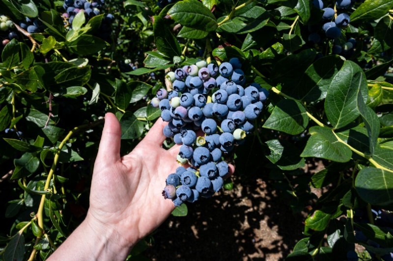Blueberry Growing Guide: Essential Tips for Home Gardeners