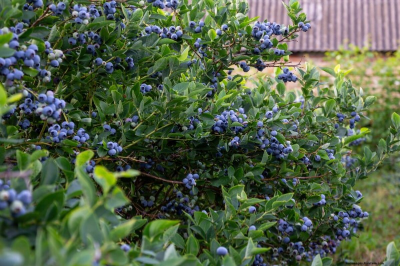 Blueberry Growing Guide: Essential Tips for Home Gardeners