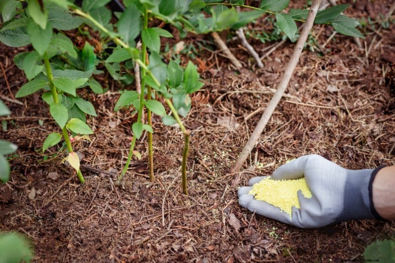 Blueberry Growing Guide: Essential Tips for Home Gardeners