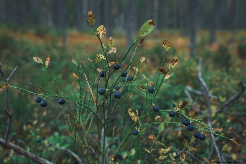 Blueberry Growing Guide: Essential Tips for Home Gardeners