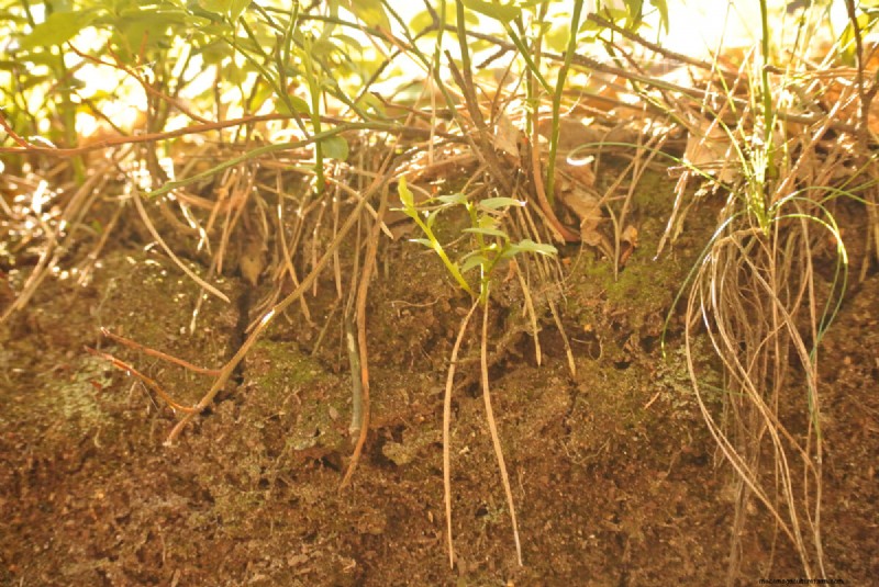 Blueberry Growing Guide: Essential Tips for Home Gardeners
