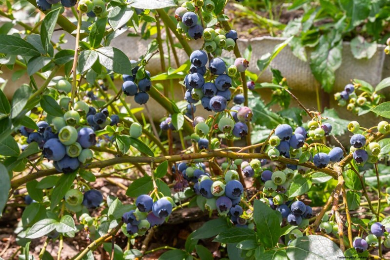 Blueberry Growing Guide: Essential Tips for Home Gardeners