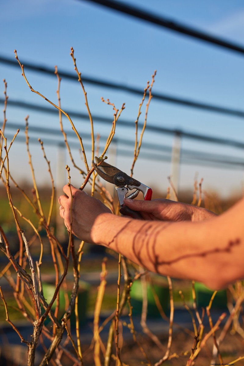 Blueberry Growing Guide: Essential Tips for Home Gardeners