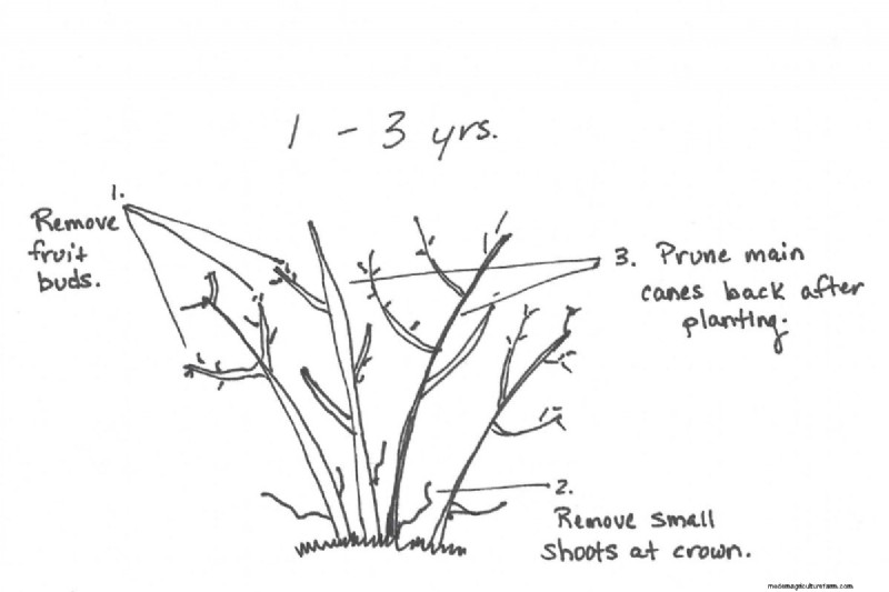 Blueberry Growing Guide: Essential Tips for Home Gardeners