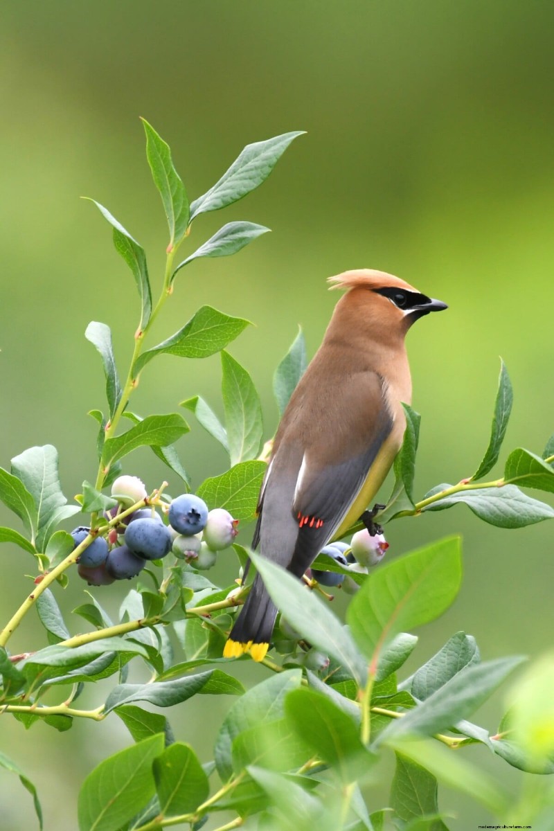 Blueberry Growing Guide: Essential Tips for Home Gardeners