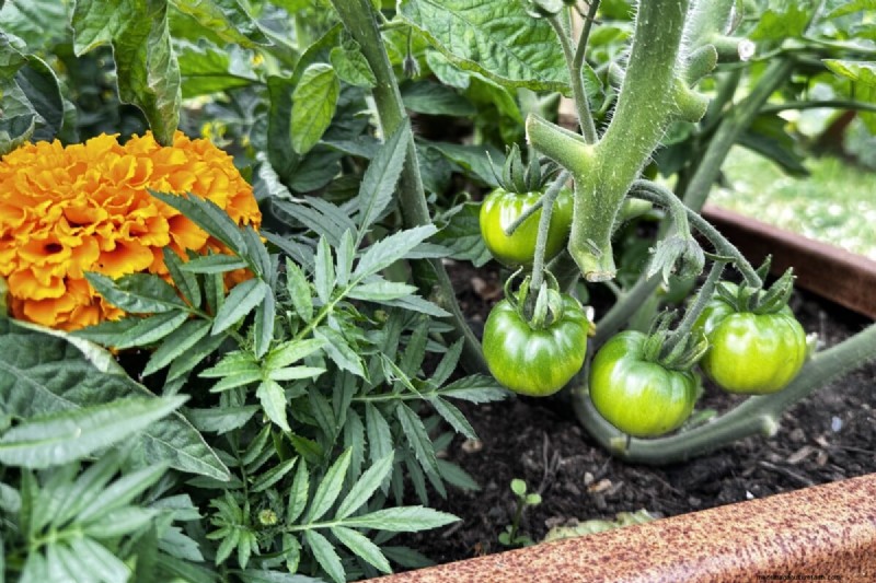 Tomato Companion Planting: What Works & What Doesn t (Updated 2024)