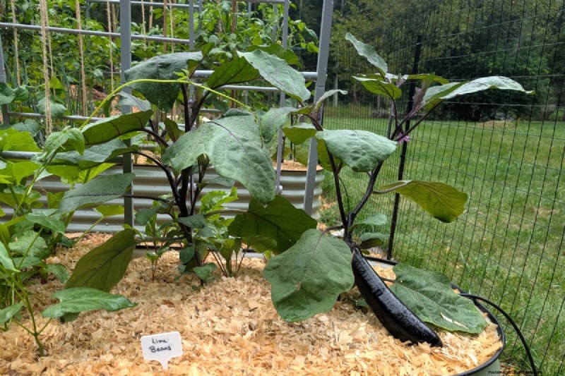 Tomato Companion Planting: What Works & What Doesn t (Updated 2024)