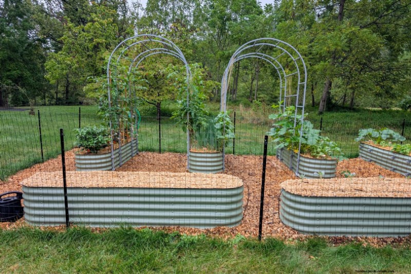 Tomato Companion Planting: What Works & What Doesn t (Updated 2024)