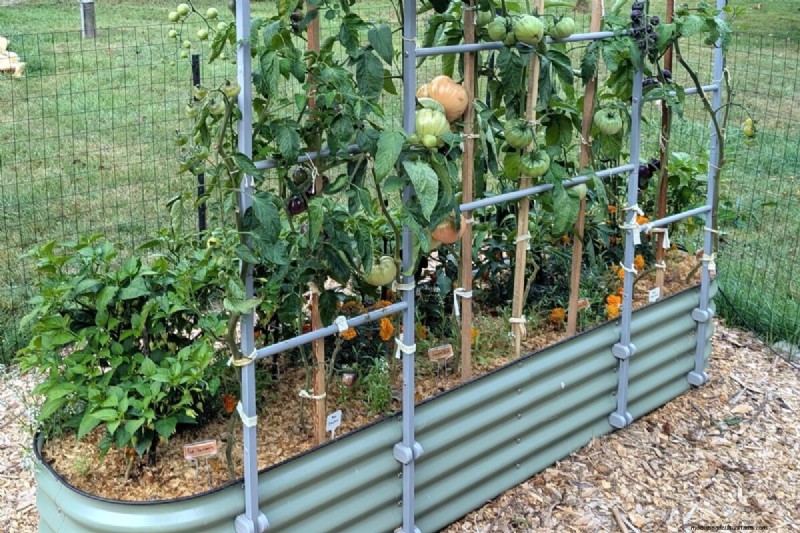 Tomato Companion Planting: What Works & What Doesn t (Updated 2024)