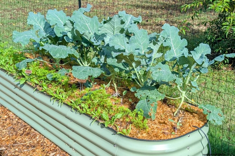 Tomato Companion Planting: What Works & What Doesn t (Updated 2024)