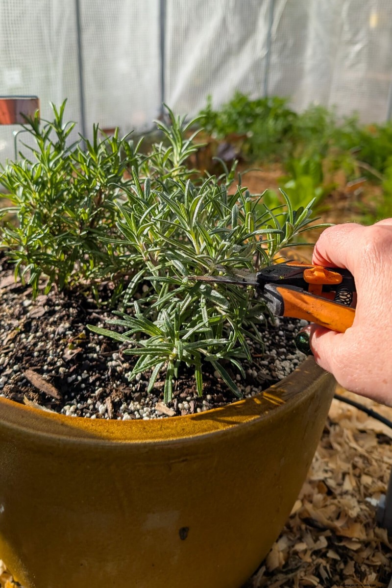 Tomato Companion Planting: What Works & What Doesn t (Updated 2024)