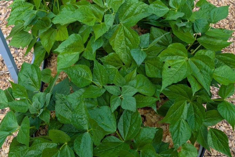 Tomato Companion Planting: What Works & What Doesn t (Updated 2024)