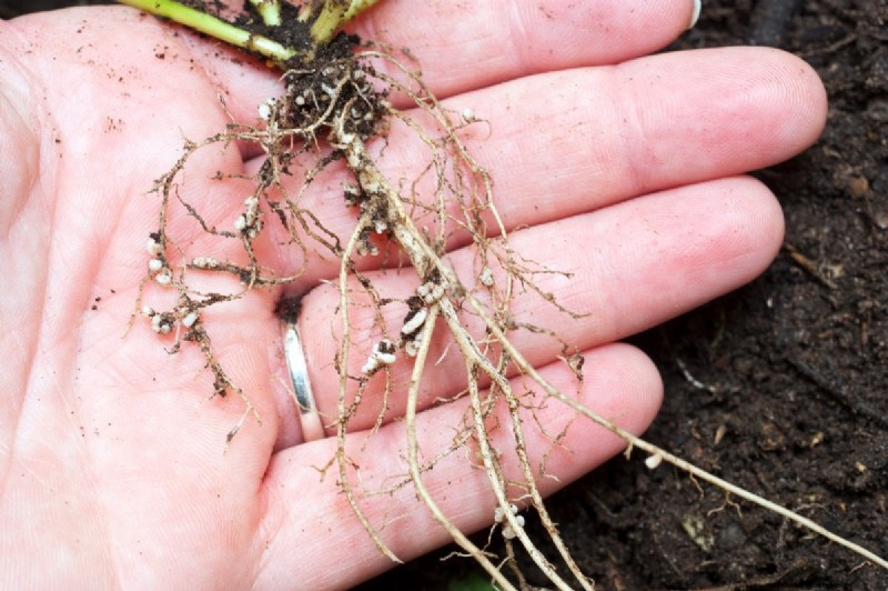 Tomato Companion Planting: What Works & What Doesn t (Updated 2024)