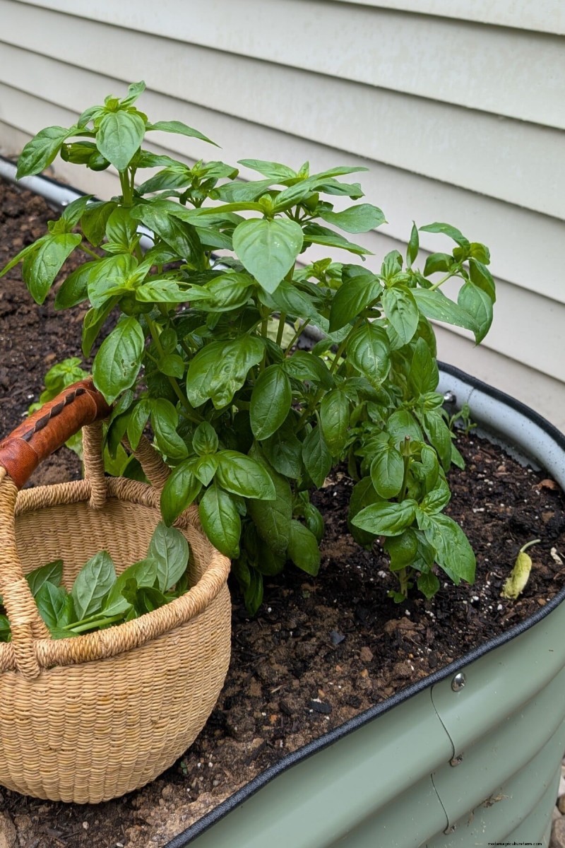 Tomato Companion Planting: What Works & What Doesn t (Updated 2024)