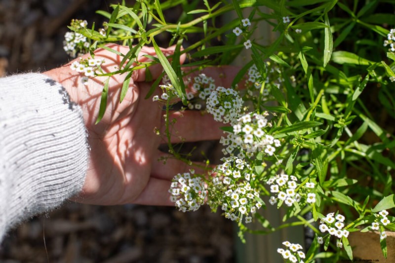 Tomato Companion Planting: What Works & What Doesn t (Updated 2024)