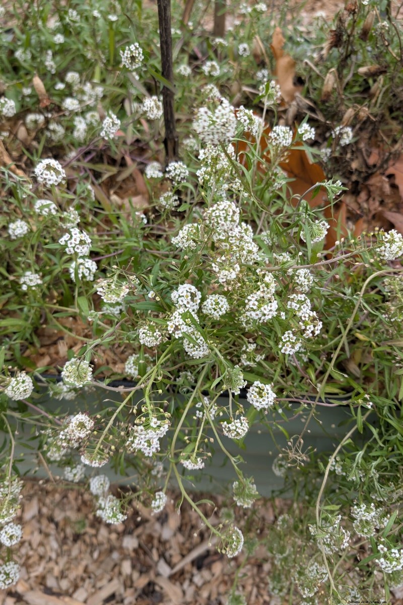 Tomato Companion Planting: What Works & What Doesn t (Updated 2024)
