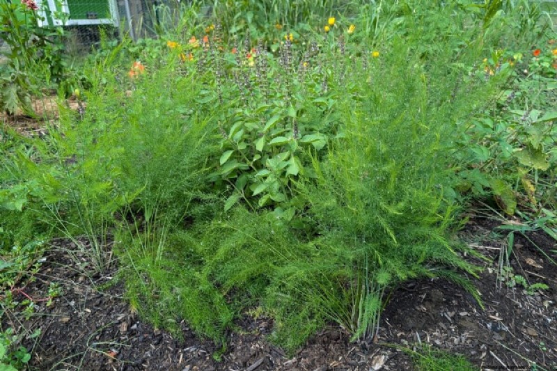 Tomato Companion Planting: What Works & What Doesn t (Updated 2024)