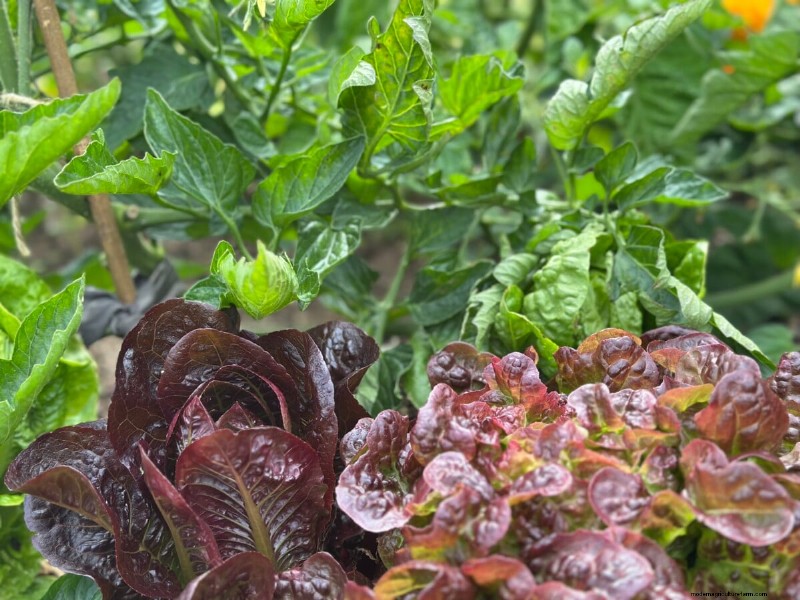 Tomato Companion Planting: What Works & What Doesn t (Updated 2024)