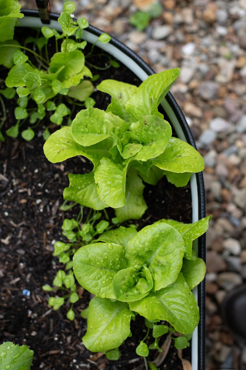 Direct Sowing: 27 Seeds to Plant Before the Last Frost