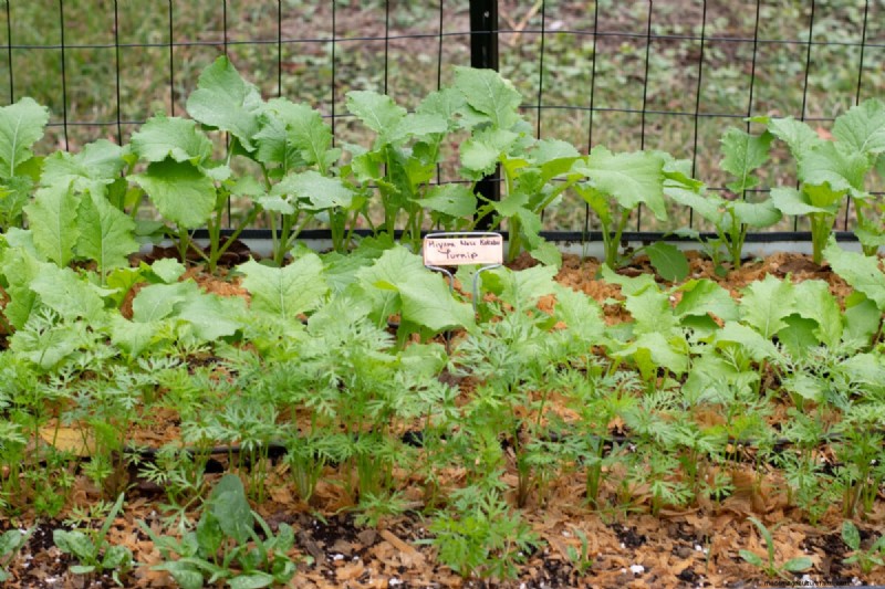 Direct Sowing: 27 Seeds to Plant Before the Last Frost