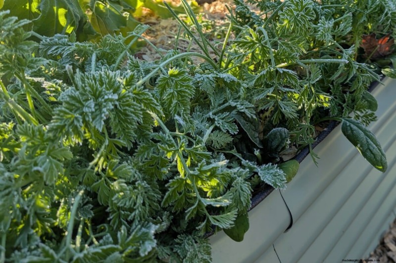 Direct Sowing: 27 Seeds to Plant Before the Last Frost