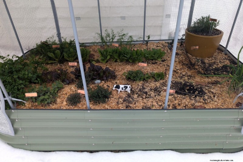 Direct Sowing: 27 Seeds to Plant Before the Last Frost