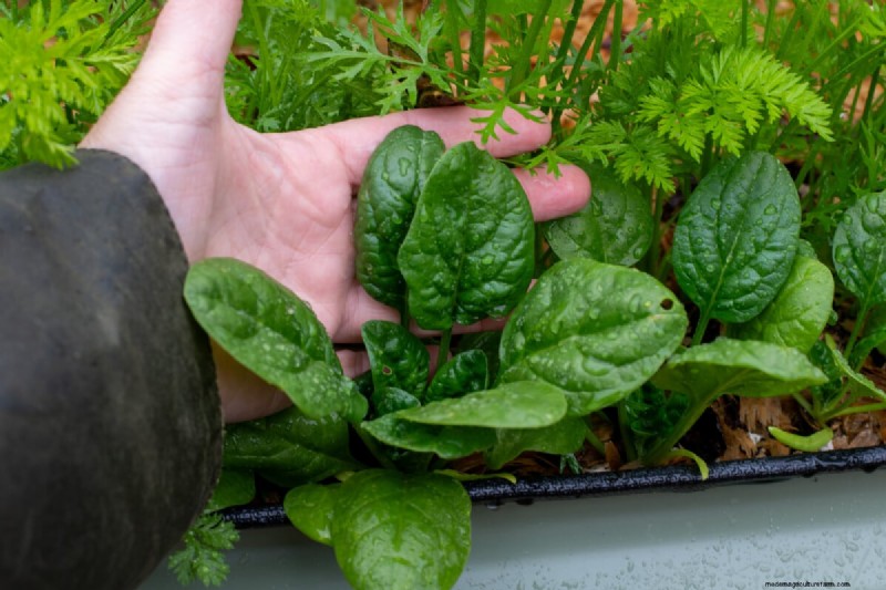 Direct Sowing: 27 Seeds to Plant Before the Last Frost