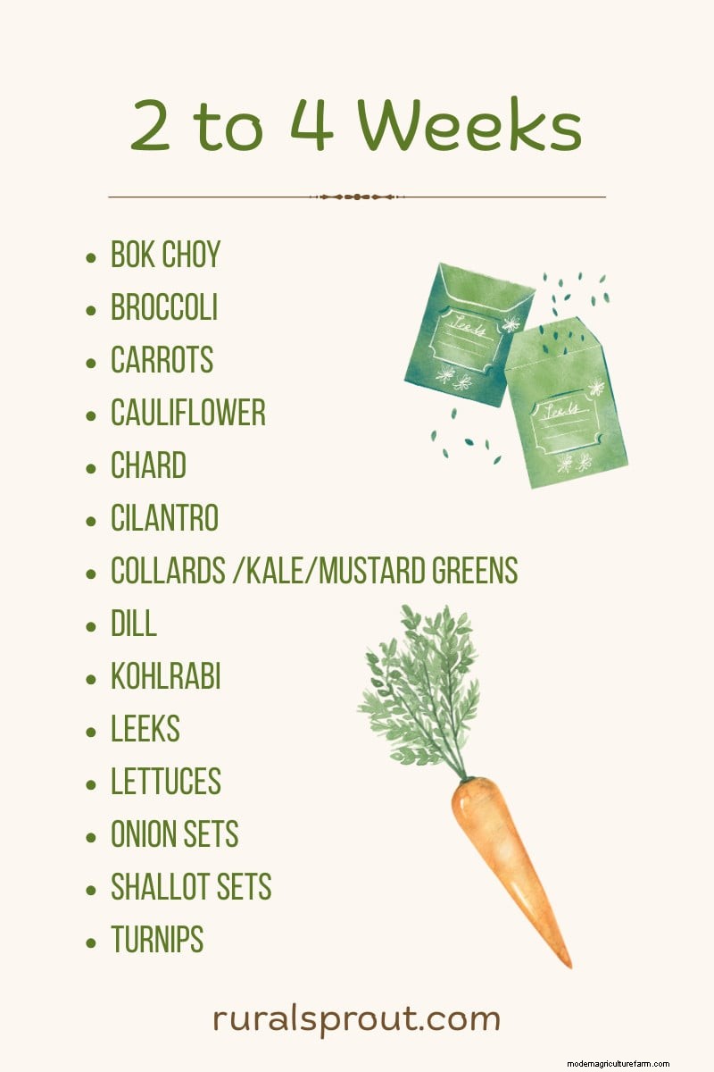 Direct Sowing: 27 Seeds to Plant Before the Last Frost