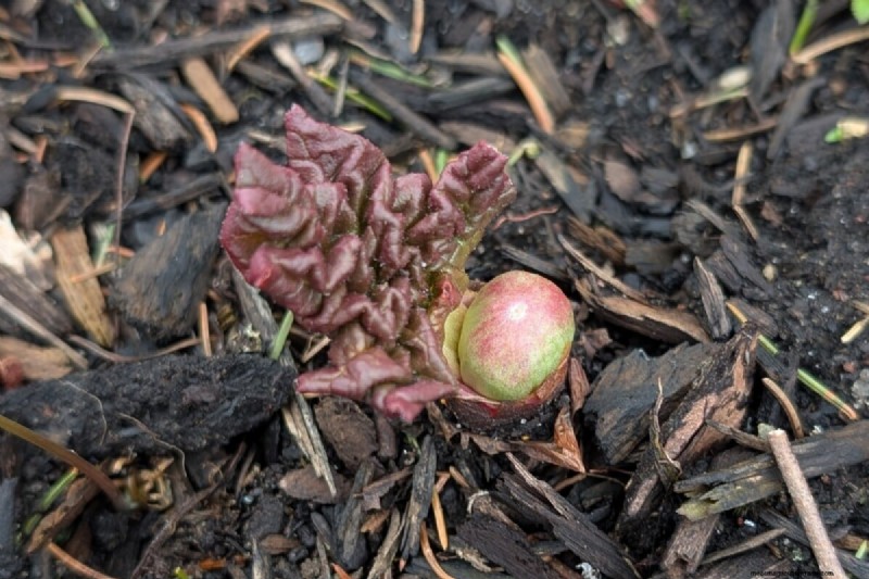 Rhubarb Care: Spring Tasks for a Bountiful Harvest