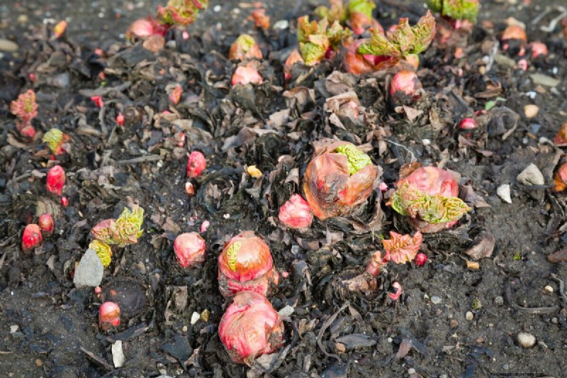 Rhubarb Care: Spring Tasks for a Bountiful Harvest