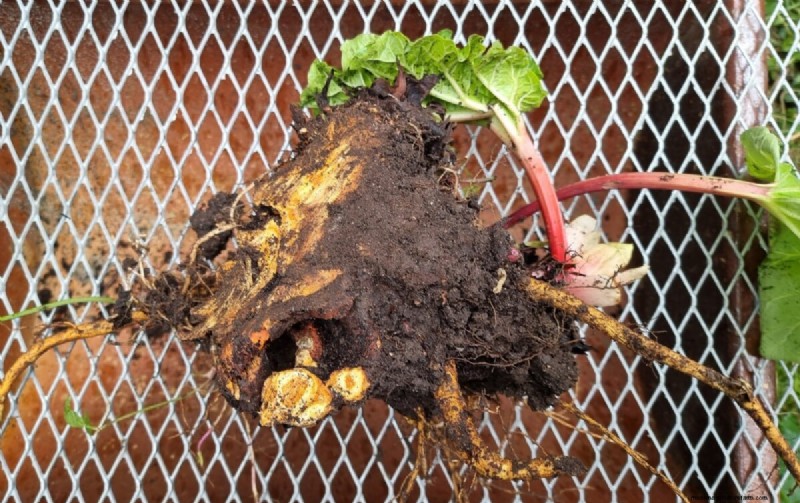Rhubarb Care: Spring Tasks for a Bountiful Harvest