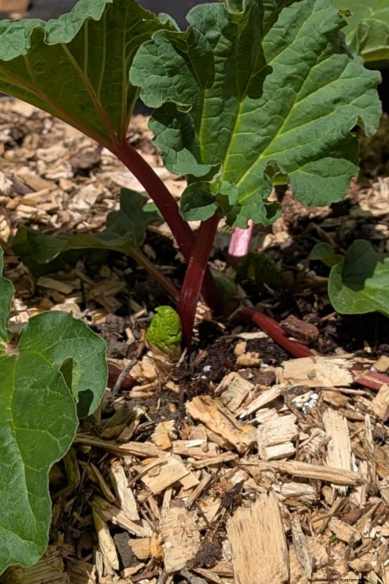 Rhubarb Care: Spring Tasks for a Bountiful Harvest