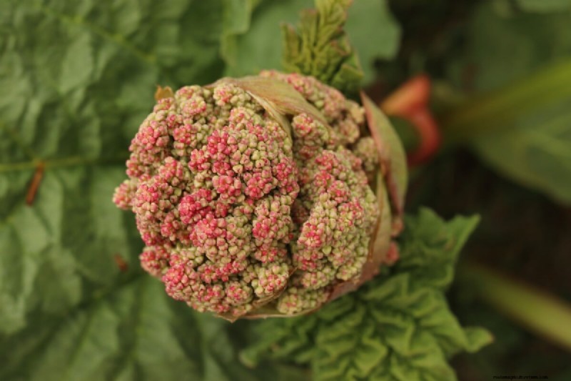 Rhubarb Care: Spring Tasks for a Bountiful Harvest
