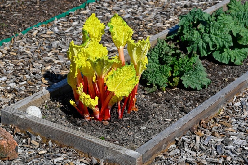 Rhubarb Care: Spring Tasks for a Bountiful Harvest